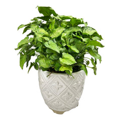 Syngonium in White Diamond Pot Arrangement