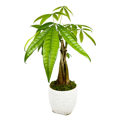 Braided Money Tree in White Diamond Pot Arrangement