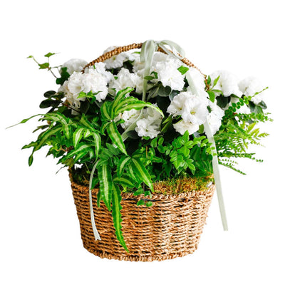 White Azalea in Large Seagrass Basket