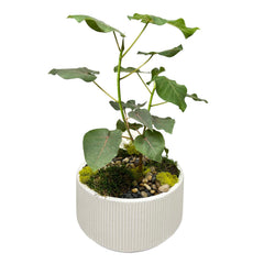 Beaucarnea Zen Garden