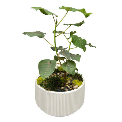 Beaucarnea Zen Garden
