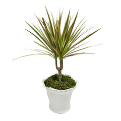 Dracaena Marginata in White Aleah Pot Arrangement