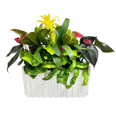 Tropicals in White Wavy Vase Arrangement
