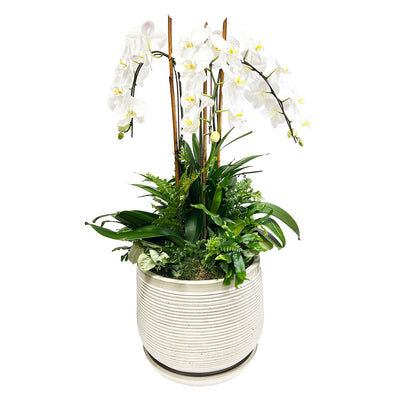White Orchids in Large White Ribbed Pot Arrangement
