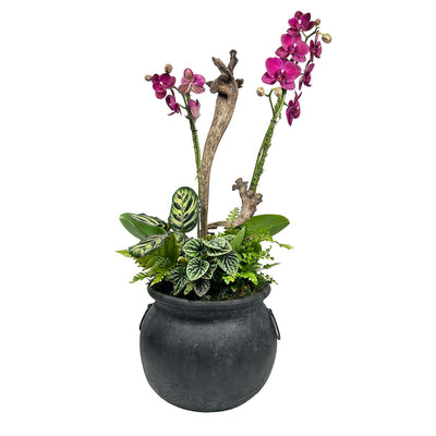 Purple Orchids in Large Black Cauldron