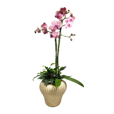 Fall Colored Orchid in Rustic Gold Vase