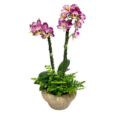 Fall Colored Orchid in Small Rustic Gold Vase