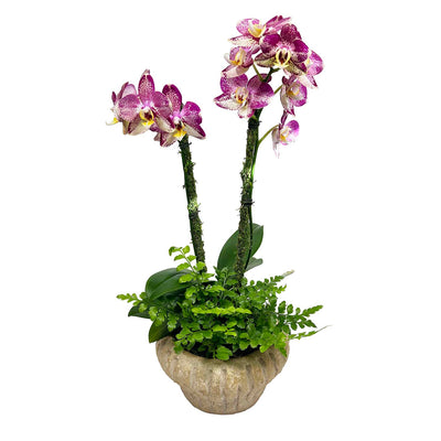 Fall Colored Orchid in Small Rustic Gold Vase