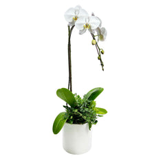 Cascade Orchid in White Cylinder