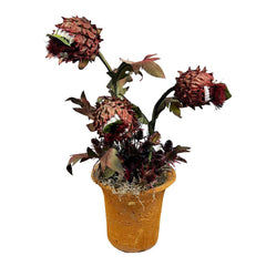 Silk Audrey Trioe in Aged Clay Pot