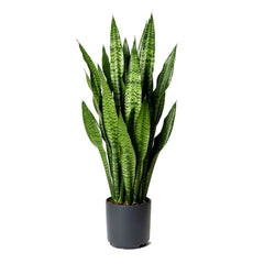 Sansevieria 'Fernwood' - Snake Plant - 10