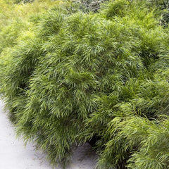 Acacia - 'Cousin It' - 5 Gallon