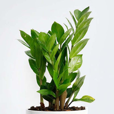 Zamioculcas zamiifolia - ZZ Plant - 6" POT