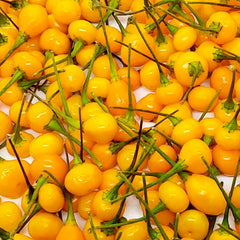 Aji Chaparitar - 4
