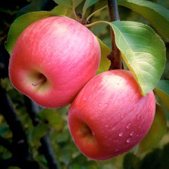 Apple 'Pink Lady' - Semi-Dwarf - 24