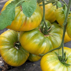 Aunt Ruby's German Green - 4