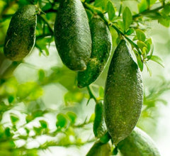 Lime 'Australian Finger' Standard - 15 Gallon