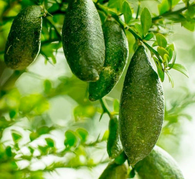 Lime 'Australian Finger' Standard - 15 Gallon