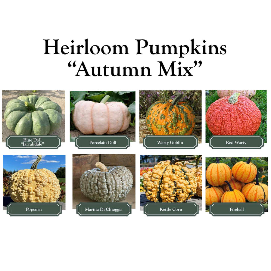 Autumn Mix heirloom pumpkin palette