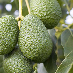 Avocado 'Lamb Hass' - #5 Gallon