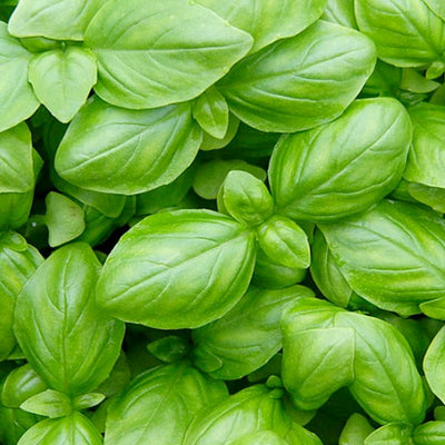 Basil 'Genovese Pesto' - 4" Pot
