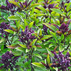 Basil 'Thai Siam Queen' - 4