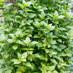 Basil 'Everleaf'