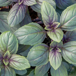 magic pot plant pot Basil 'Magic Mountain'