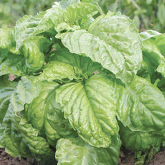 Basil 'Sweet Mammoth - 4