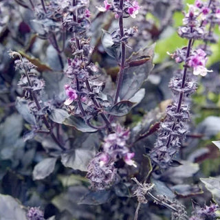 magic pot plant pot Basil 'Wild Magic'