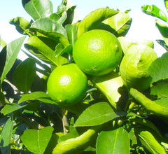 Lime 'Bearss' Espallier - 5 Gallon
