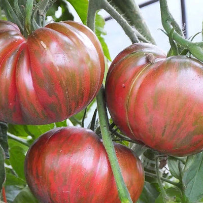 Berkeley Pink Tie Dye - 4" Pot