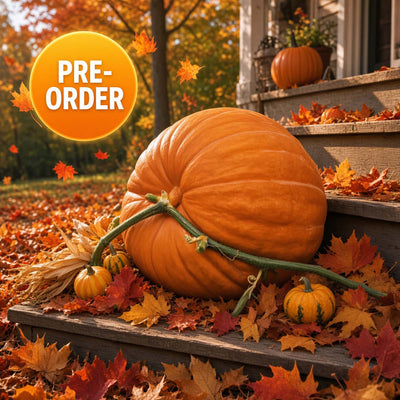 Big Mac Pumpkin - Large