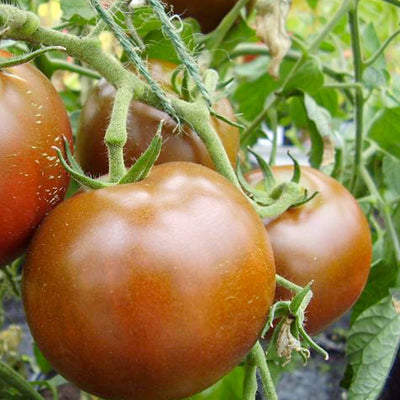 Black Ethiopian - 4" Pot