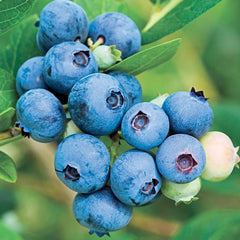 Blueberry 'Jubilee' - #2 Gallon