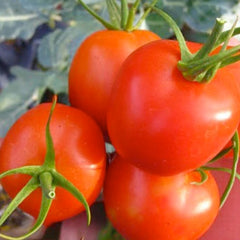 Burgess Stuffing - 4