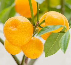 Calamondin Standard - 5 Gallon