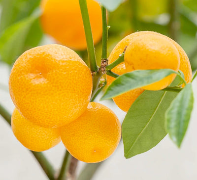 Calamondin Semi-Dwarf - 5 Gallon