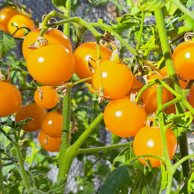 California Sungold - 1 Gallon