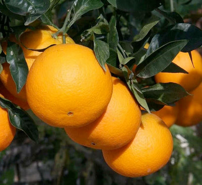 Orange 'Cara Cara Navel' Semi-Dwarf - 15 Gallon