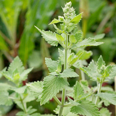 Cat Treats Catnip - 4" Pot