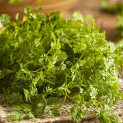 Chervil