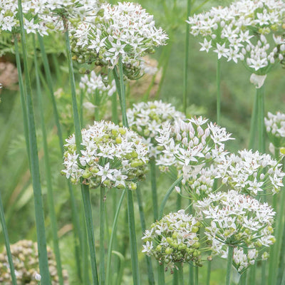 Chives 'Garlic' - 4" Pot