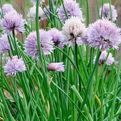 Chives 'Onion' - 4" Pot
