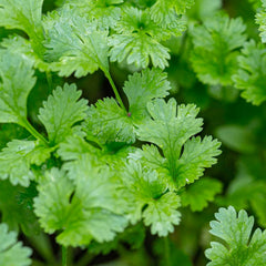 Cilantro