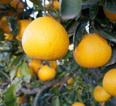 Grapefruit 'Cocktail' Standard - 5 Gallon