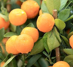 Mandarin 'Dancy' Standard - 25 Gallon
