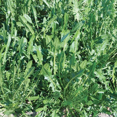 Dandelion 'Italian Clio'