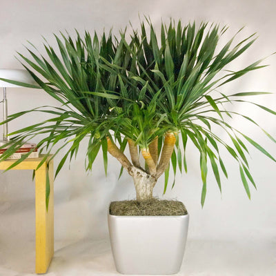 Dracaena Draco - XL