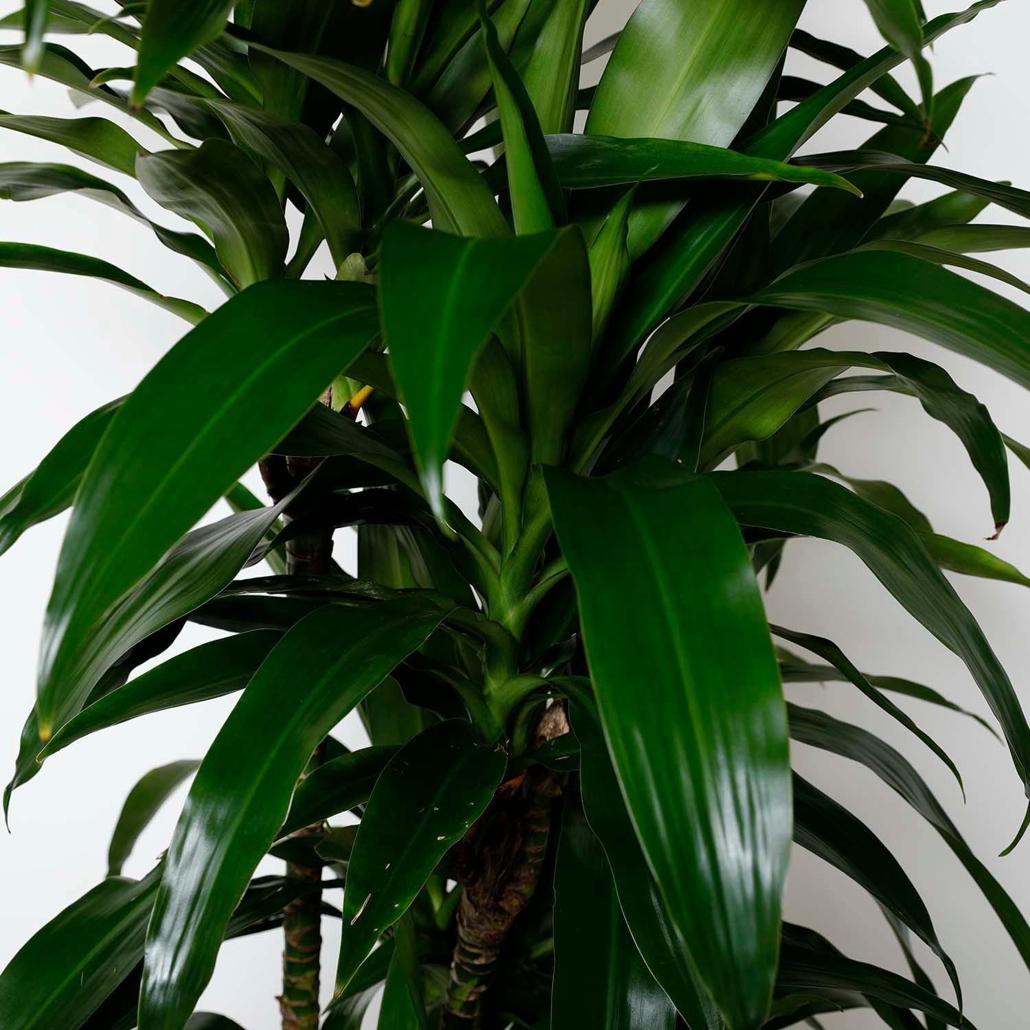 lisa dracaena plant Dracaena 'Lisa'